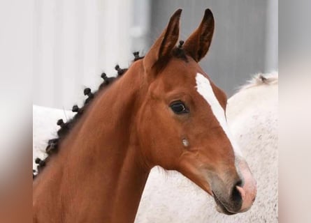 Caballo de Holstein, Semental, Potro (04/2024), 170 cm, Castaño