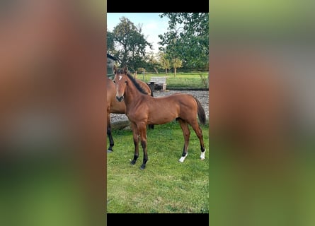 Caballo de Holstein, Semental, Potro (05/2024), 170 cm, Castaño