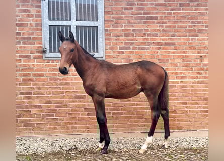 Caballo de Holstein, Semental, Potro (04/2025), 170 cm, Castaño