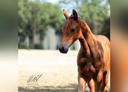 Caballo de Holstein, Semental, Potro (05/2024), 170 cm, Castaño