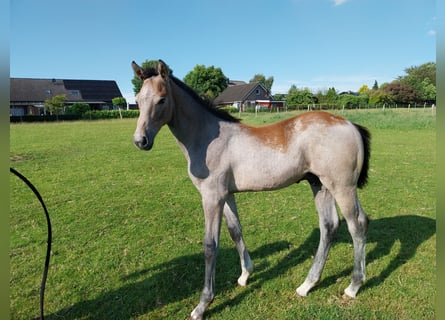 Caballo de Holstein, Semental, Potro (03/2024), 170 cm, Tordo