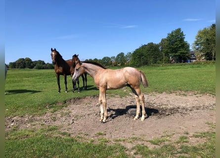 Caballo de Holstein, Semental, Potro (06/2025), 170 cm, Tordo