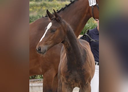 Caballo de Holstein, Semental, Potro (04/2024), 172 cm, Castaño