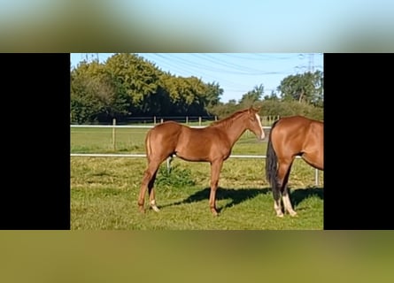 Caballo de Holstein, Semental, Potro (05/2024), Alazán