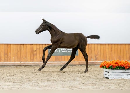 Caballo de Holstein, Semental, Potro (04/2025)