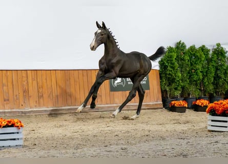Caballo de Holstein, Semental, Potro (04/2025)
