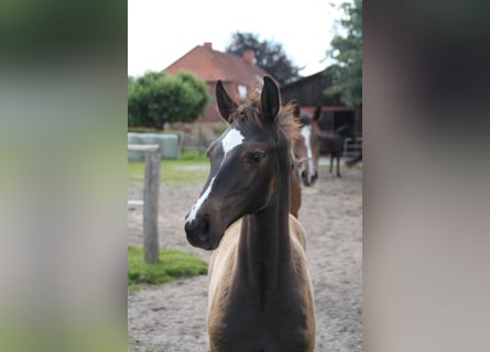 Caballo de Holstein, Semental, Potro (05/2024)