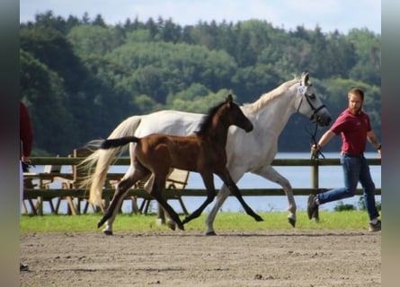 Caballo de Holstein, Semental, Potro (05/2025)