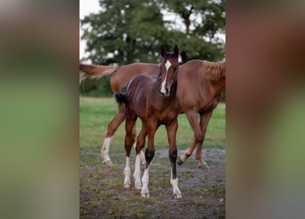 Caballo de Holstein, Semental, Potro (04/2025)