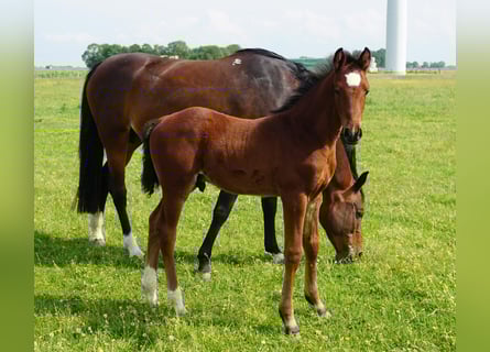 Caballo de Holstein, Semental, , Castaño