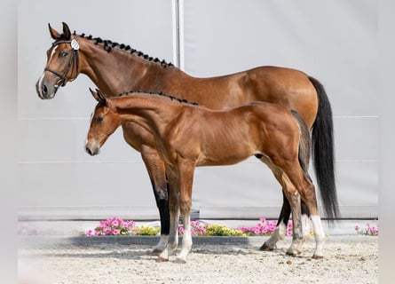 Caballo de Holstein, Semental, , Castaño