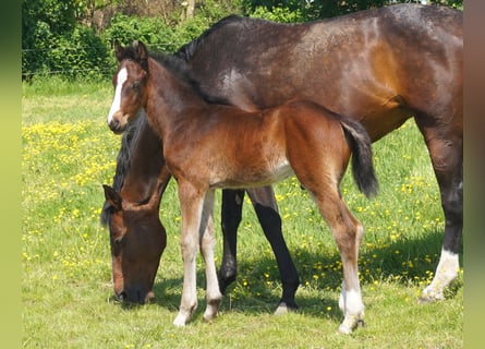 Caballo de Holstein, Semental, Potro (04/2024), Castaño oscuro