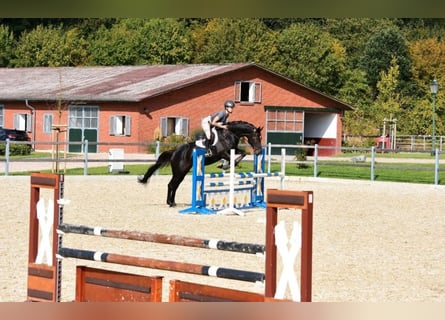 Caballo de Holstein, Yegua, 10 años, 164 cm, Morcillo