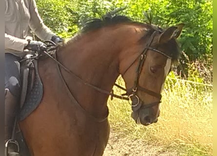 Caballo de Holstein, Yegua, 10 años, 165 cm, Castaño