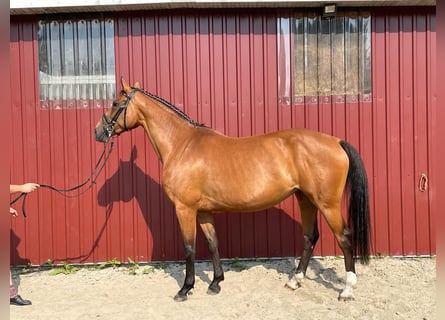 Caballo de Holstein, Yegua, 10 años, 168 cm, Castaño