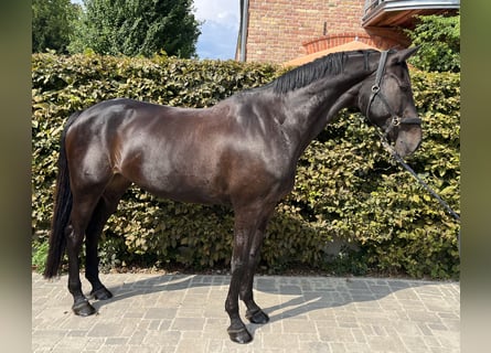 Caballo de Holstein, Yegua, 10 años, 168 cm, Morcillo