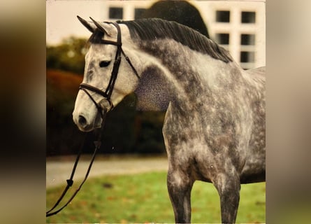 Caballo de Holstein, Yegua, 10 años, 173 cm, Tordo