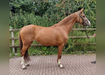 Caballo de Holstein, Yegua, 11 años, 164 cm