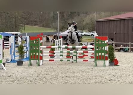 Caballo de Holstein, Yegua, 11 años, 165 cm, Tordo