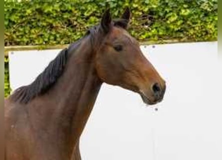 Caballo de Holstein, Yegua, 11 años, 167 cm, Castaño