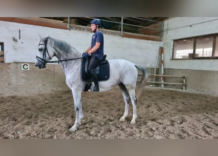 Caballo de Holstein, Yegua, 11 años, 170 cm, Tordo