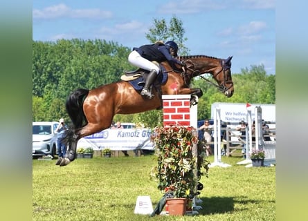 Caballo de Holstein, Yegua, 12 años, 172 cm, Castaño