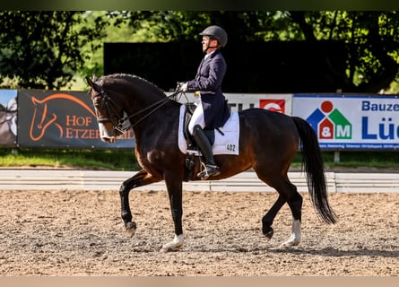 Caballo de Holstein, Yegua, 13 años, 163 cm, Castaño oscuro