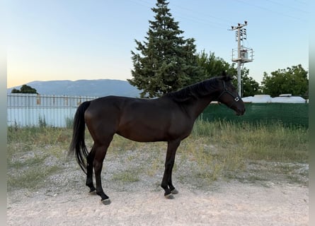Caballo de Holstein, Yegua, 13 años, 164 cm, Negro