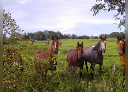 Caballo de Holstein, Yegua, 13 años, 165 cm