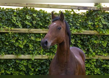 Caballo de Holstein, Yegua, 13 años, 166 cm, Castaño