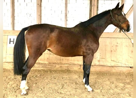 Caballo de Holstein, Yegua, 13 años, 173 cm, Castaño