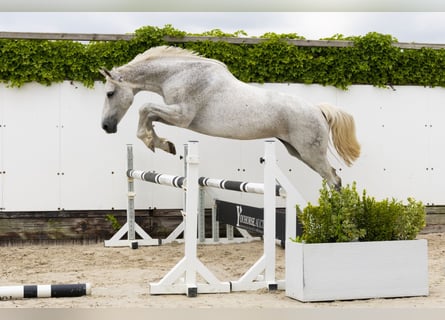 Caballo de Holstein, Yegua, 14 años, 167 cm, Tordo