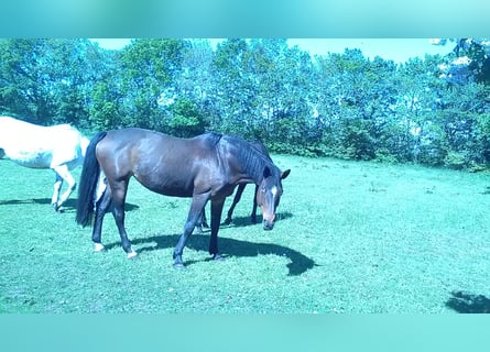 Caballo de Holstein, Yegua, 14 años, 168 cm, Castaño