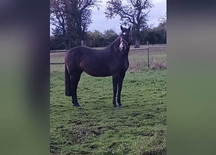 Caballo de Holstein, Yegua, 14 años, 168 cm, Castaño oscuro