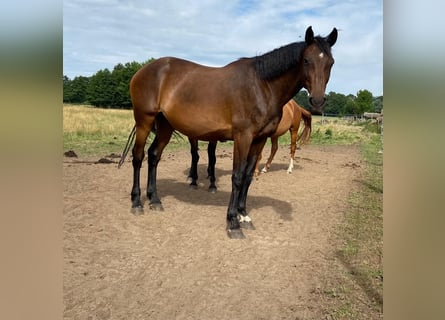 Caballo de Holstein, Yegua, 14 años, 172 cm, Castaño oscuro