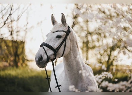 Caballo de Holstein, Yegua, 14 años, 173 cm, Tordo