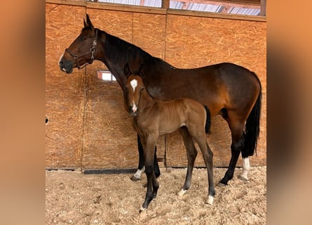 Caballo de Holstein, Yegua, 15 años, 165 cm, Castaño oscuro