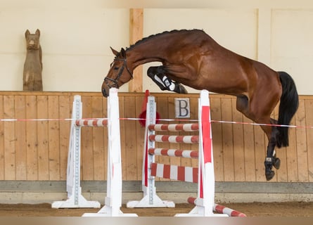 Caballo de Holstein, Yegua, 15 años, 169 cm, Castaño