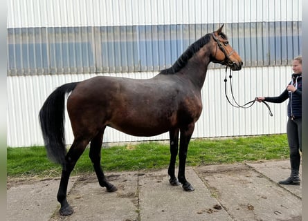 Caballo de Holstein, Yegua, 15 años, 170 cm, Castaño