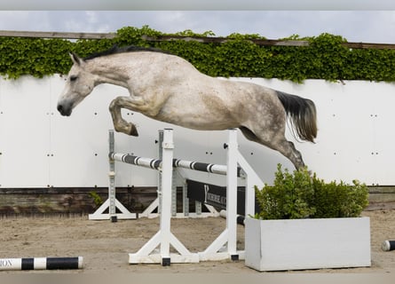 Caballo de Holstein, Yegua, 15 años, 172 cm, Tordo