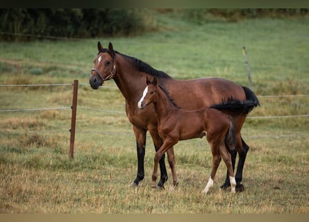 Caballo de Holstein, Yegua, 16 años, 164 cm, Castaño