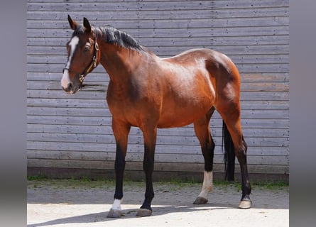 Caballo de Holstein, Yegua, 16 años, 165 cm, Castaño oscuro