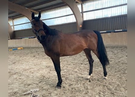 Caballo de Holstein, Yegua, 17 años, 165 cm, Castaño