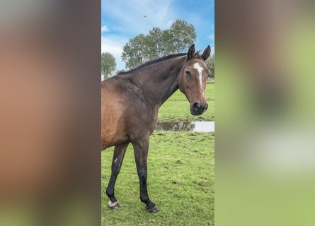 Caballo de Holstein, Yegua, 17 años, 165 cm, Castaño