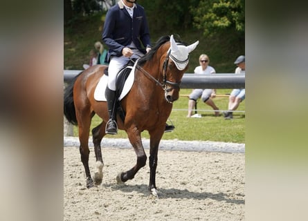Caballo de Holstein, Yegua, 18 años, 168 cm, Castaño