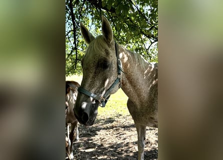 Caballo de Holstein, Yegua, 19 años, 170 cm, Tordo picazo