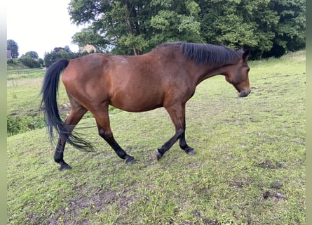 Caballo de Holstein, Yegua, 19 años