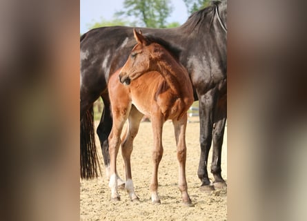 Caballo de Holstein, Yegua, 1 año, 170 cm, Castaño