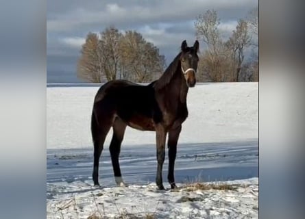 Caballo de Holstein, Yegua, 1 año, 172 cm, Castaño