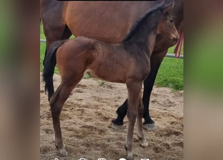 Caballo de Holstein, Yegua, 1 año